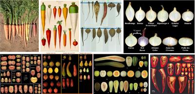 Form and contour: breeding and genetics of organ shape from wild relatives to modern vegetable crops